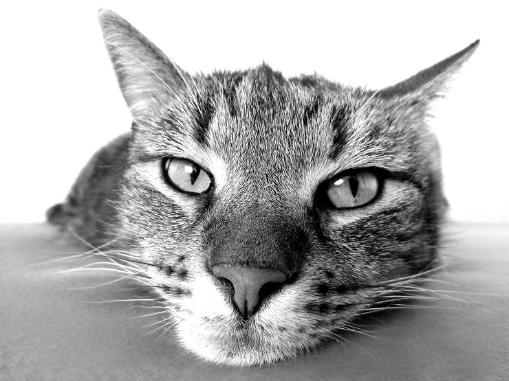 cat-740