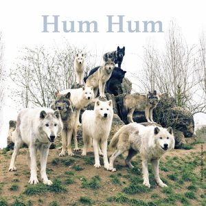 Album Hum Hum