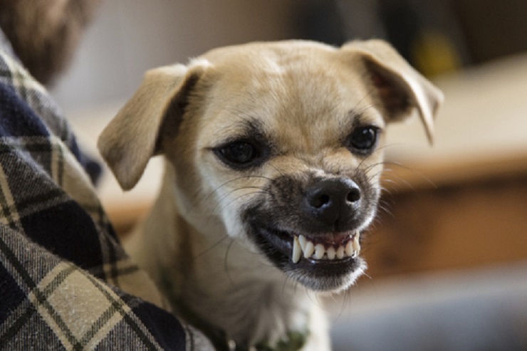 chiens-chiens-songazine