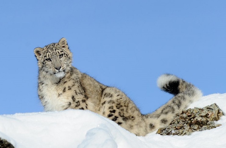 La Panthère des Neiges (Sylvain Tesson) Songazine